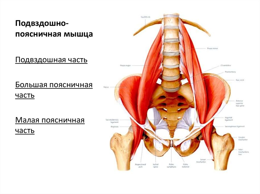 Подвздошно поясничная мышца упражнения